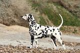 DALMATIEN 127